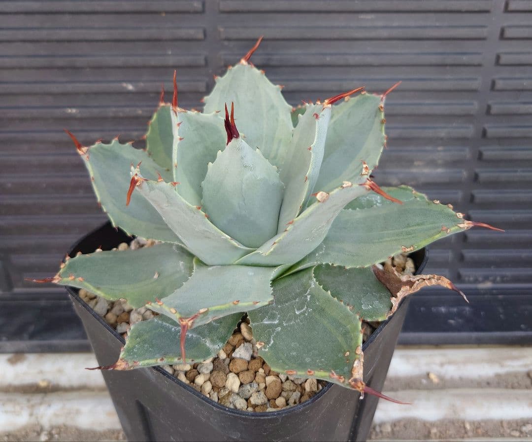 アガベ デザートディライト パリー ホーチエンシス デザートデライト