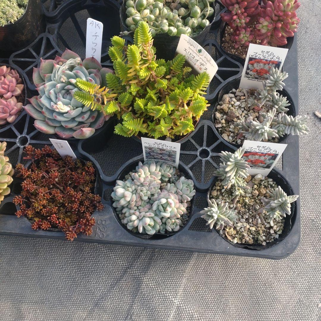 ぺぺ(✿ᴗ͈ˬᴗ͈)さん専用