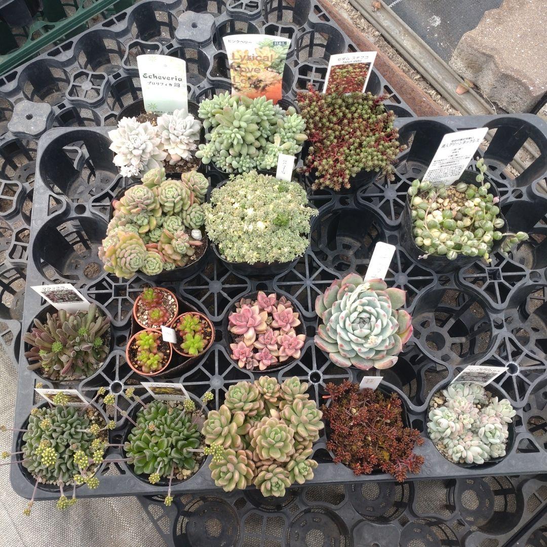 ぺぺ(✿ᴗ͈ˬᴗ͈)さん専用