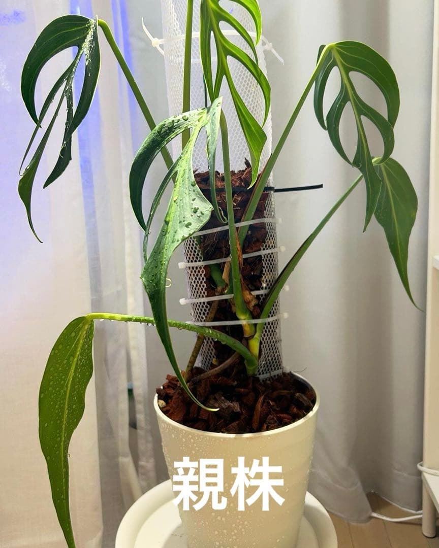 モンステラ バールマルクスフレーム 発根済み - メルカリ