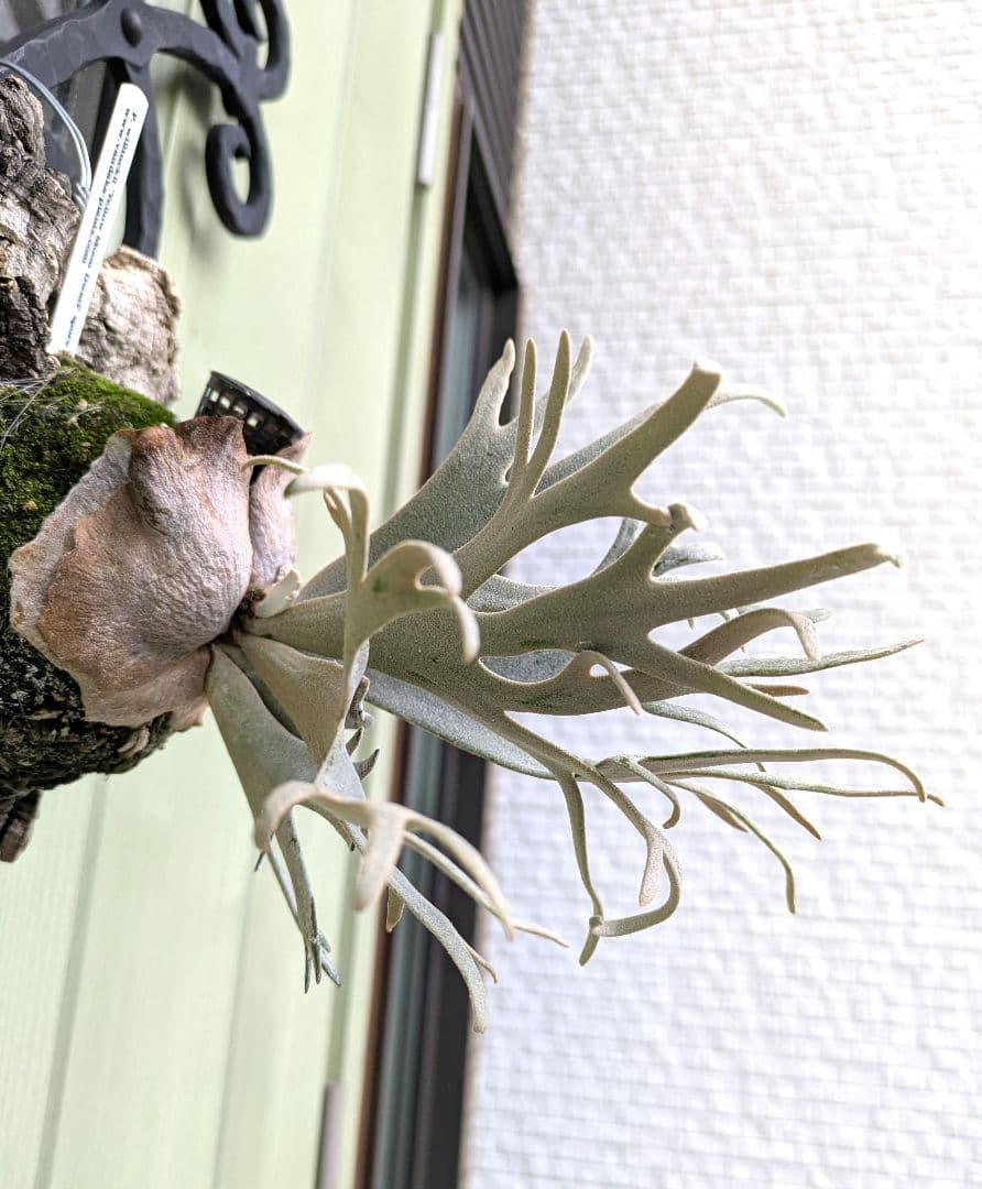 ビカクシダ☆yellow moon dwarf spore☆selected株