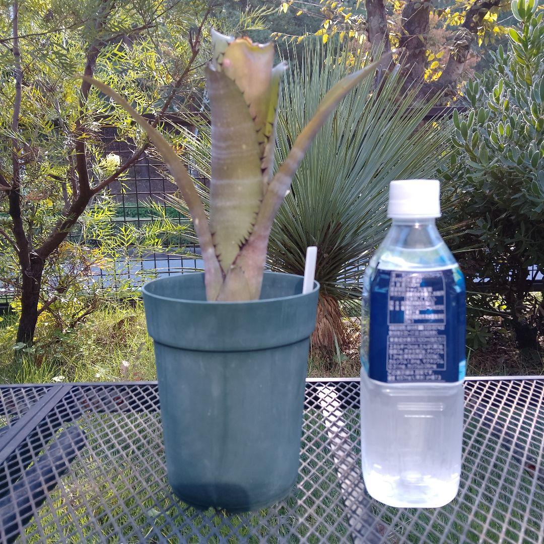 ビルベルギア スローポーク