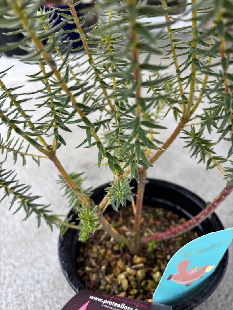 フィリカ　ハイドラ　希少　2