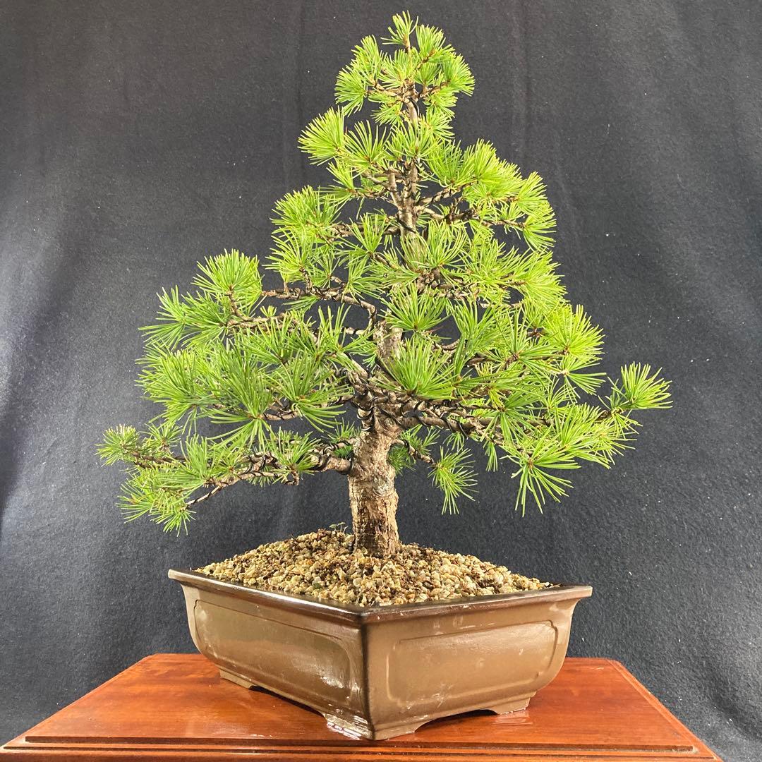 中品盆栽、赤石五葉松、模様木 目立った傷や汚れなし