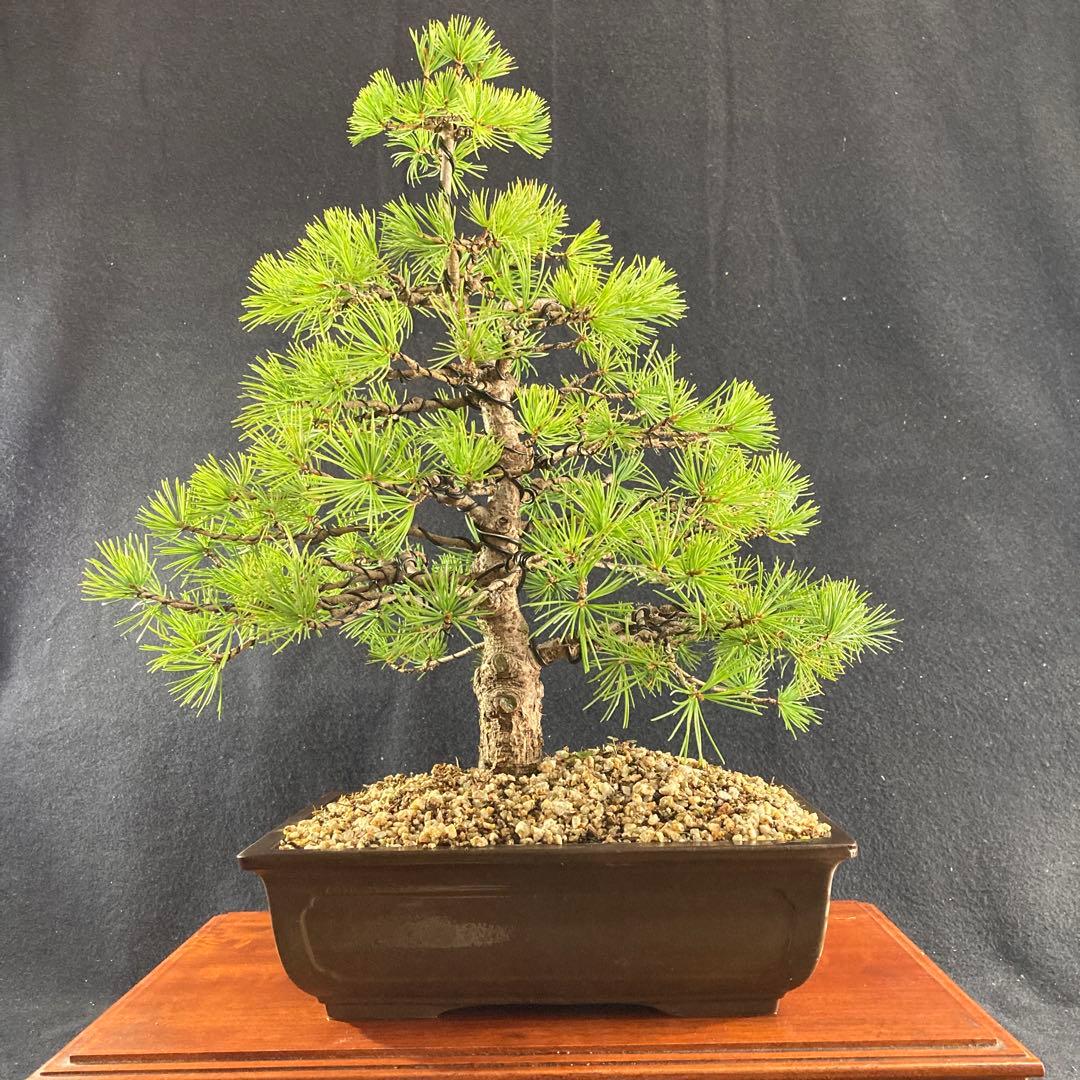 中品盆栽、赤石五葉松、模様木 目立った傷や汚れなし