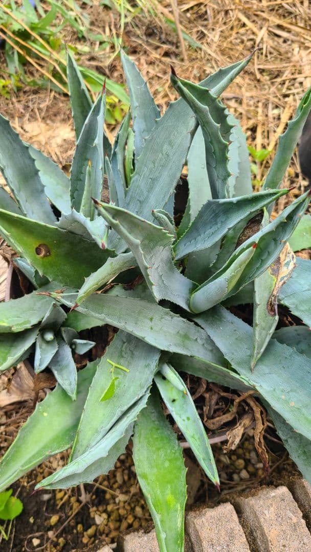 ベアルート金鯱 No.2 約30cm