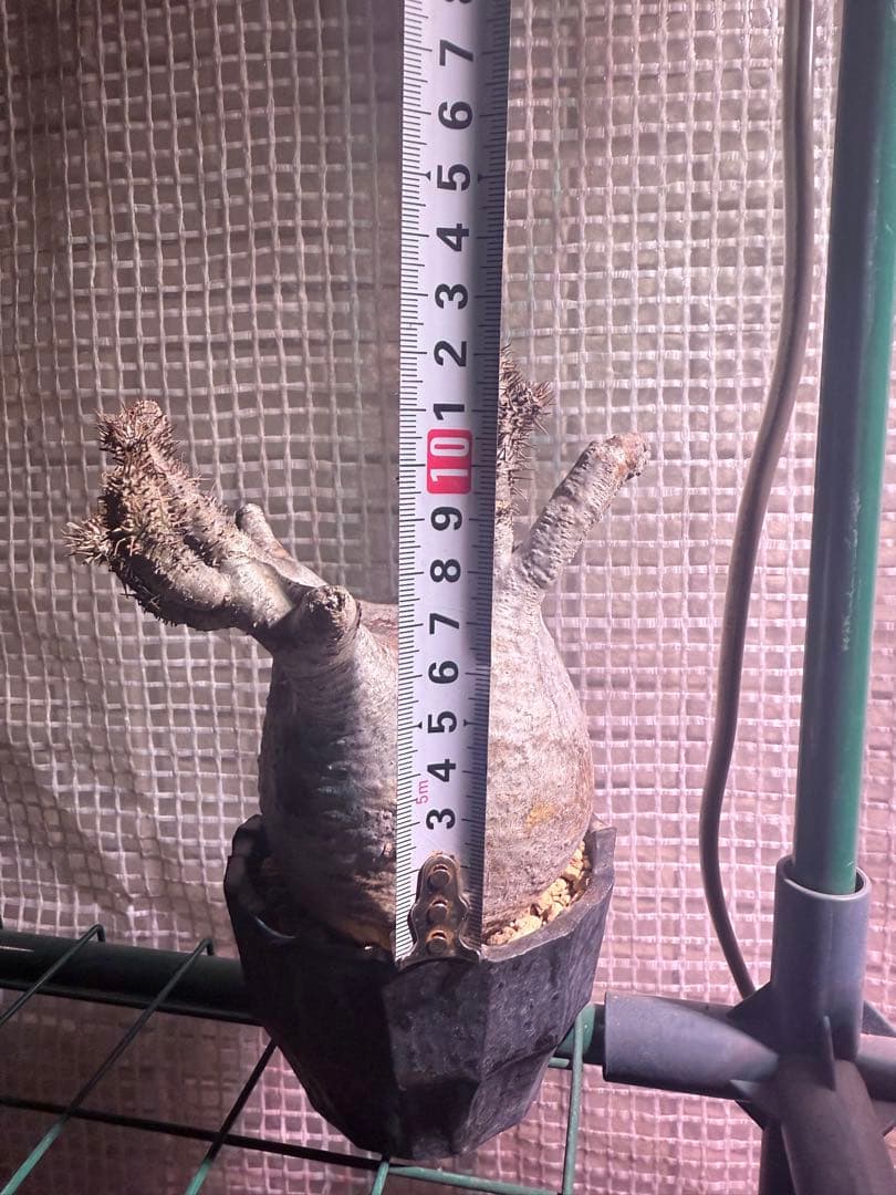 12/16まで割引中　現地球　パキポディウム　グラキリス　鉢付き　雷土