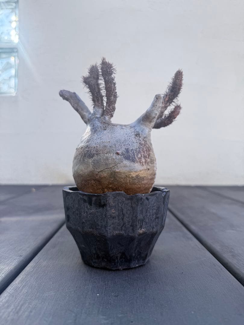 12/16まで割引中　現地球　パキポディウム　グラキリス　鉢付き　雷土