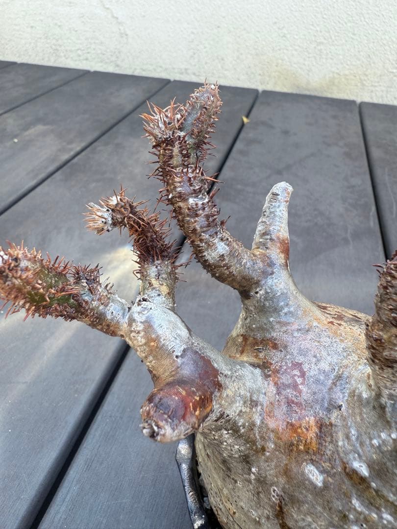 12/16まで割引中　現地球　パキポディウム　グラキリス　鉢付き　雷土