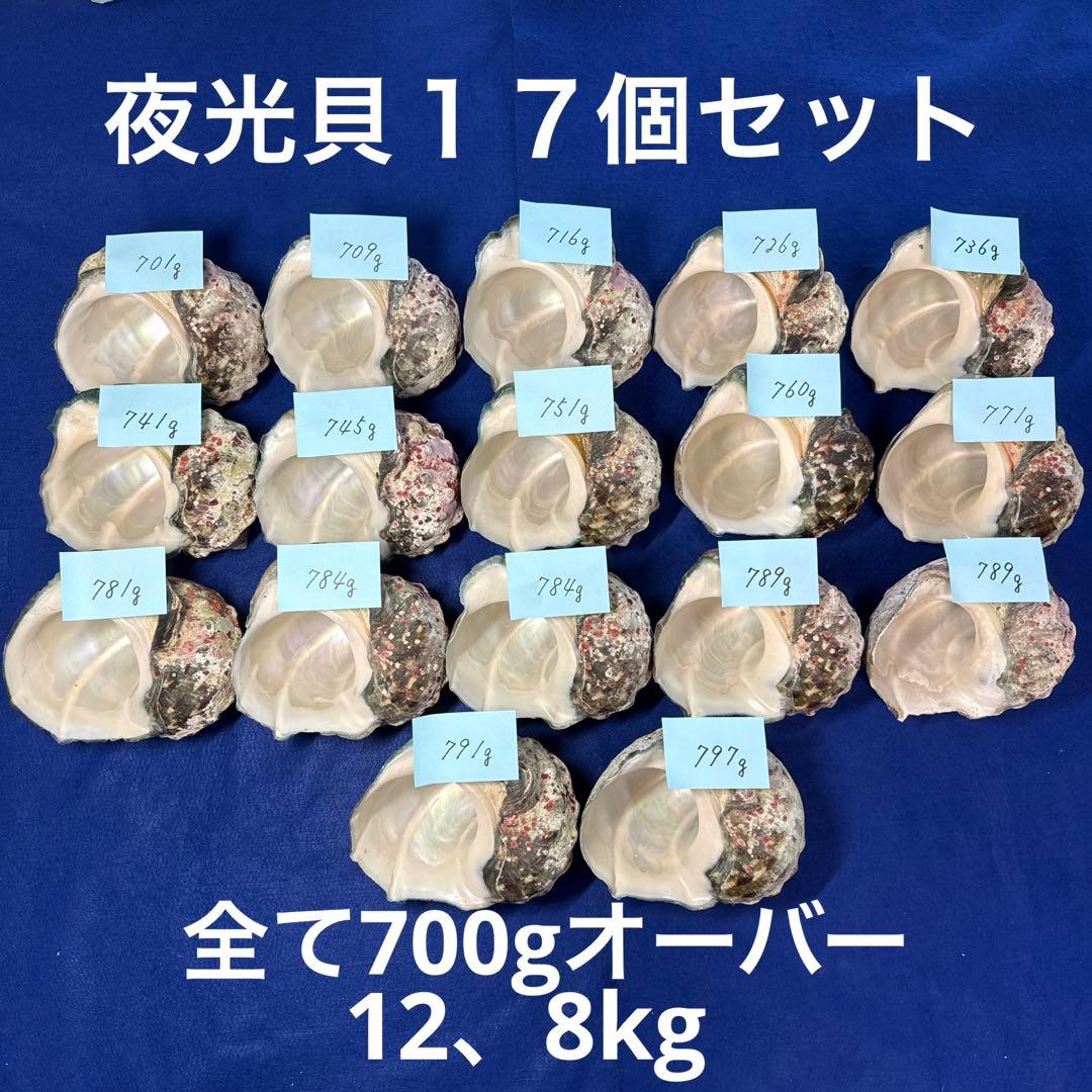 夜光貝 ヤコウ貝 まとめ売り 17個 12、8kg アクセサリー ルアー - メルカリ