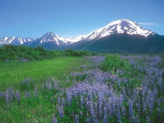 【専用】コーリングオールエンジェルズ(30ml)　アラスカン　フラワーエッセンス