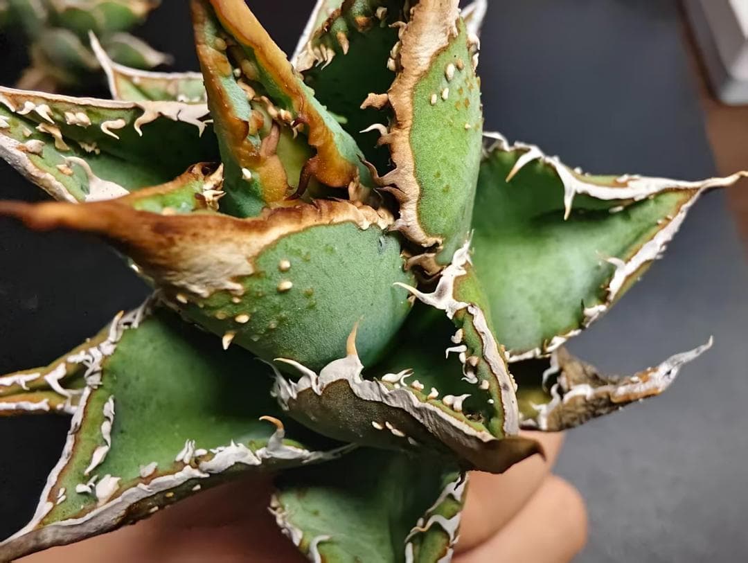 K*e様 アガベ チタノタ 麻花龍 極上強棘 美株 ブツブツ コレクシ Lize