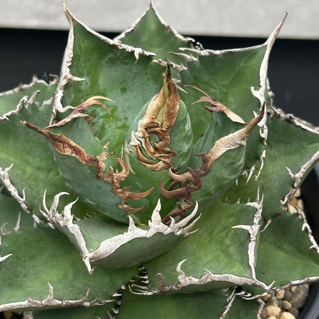 大幅値引中】親株サイズ EU ゴジラ アガベ チタノタ - メルカリ