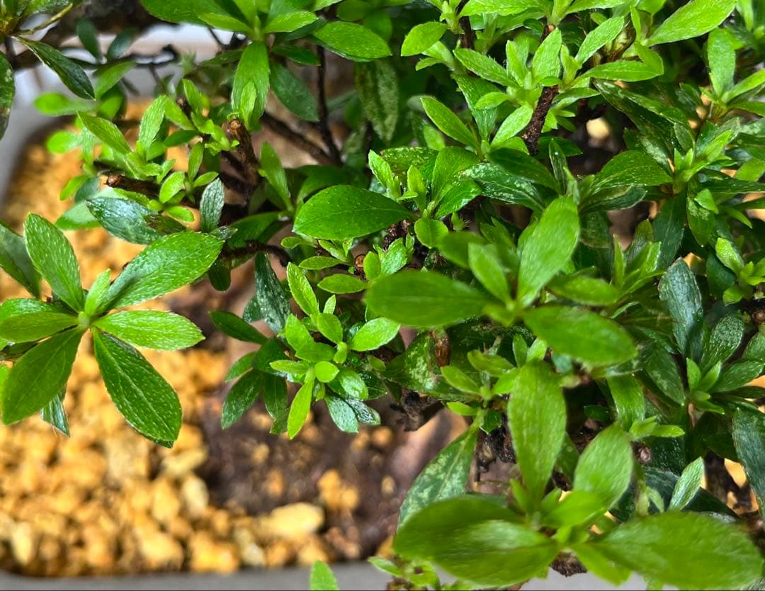 皐月 \"日光(にっこう)\" 盆栽 太幹 素材