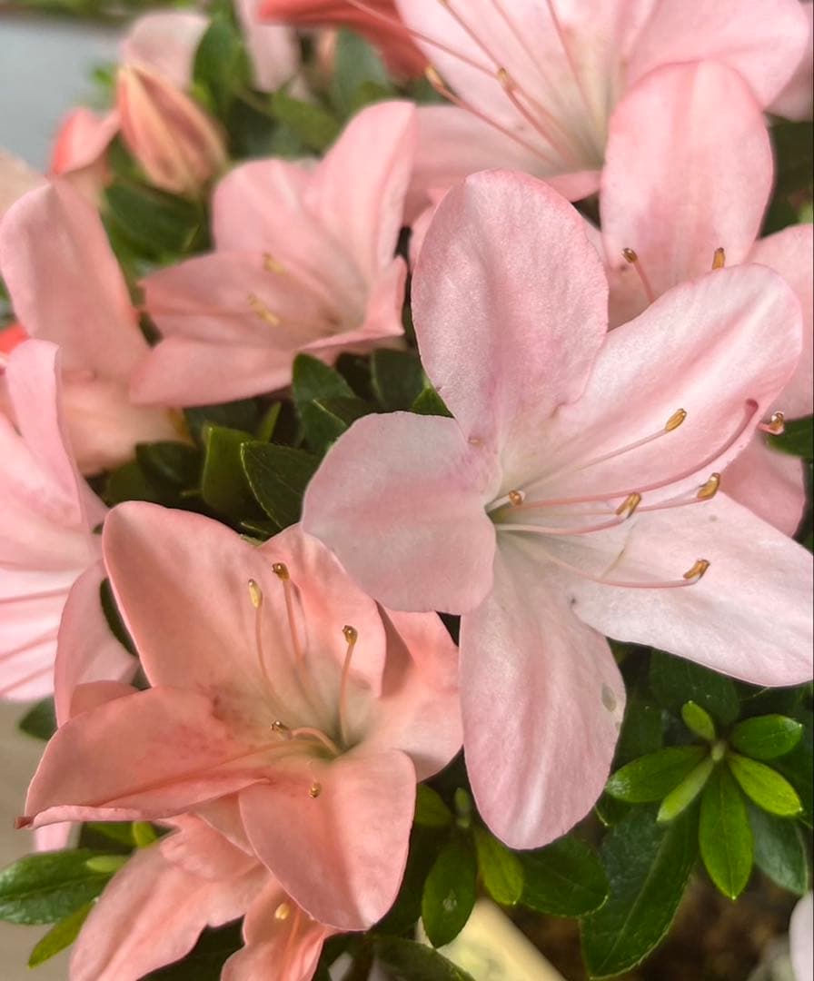 皐月 \"日光(にっこう)\" 盆栽 太幹 素材