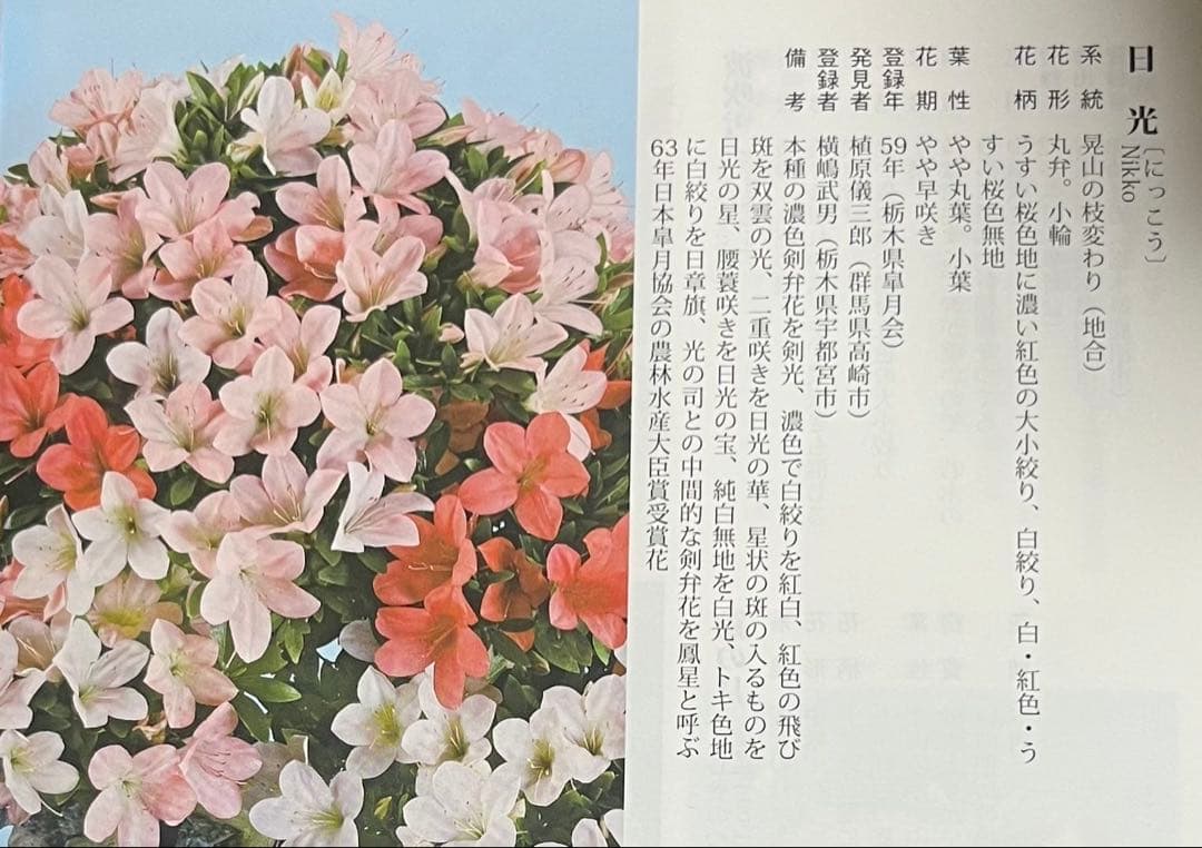 皐月 \"日光(にっこう)\" 盆栽 太幹 素材