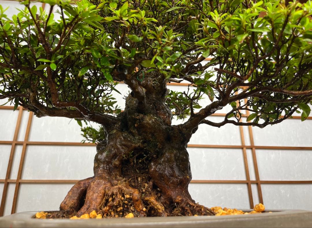 皐月 \"日光(にっこう)\" 盆栽 太幹 素材