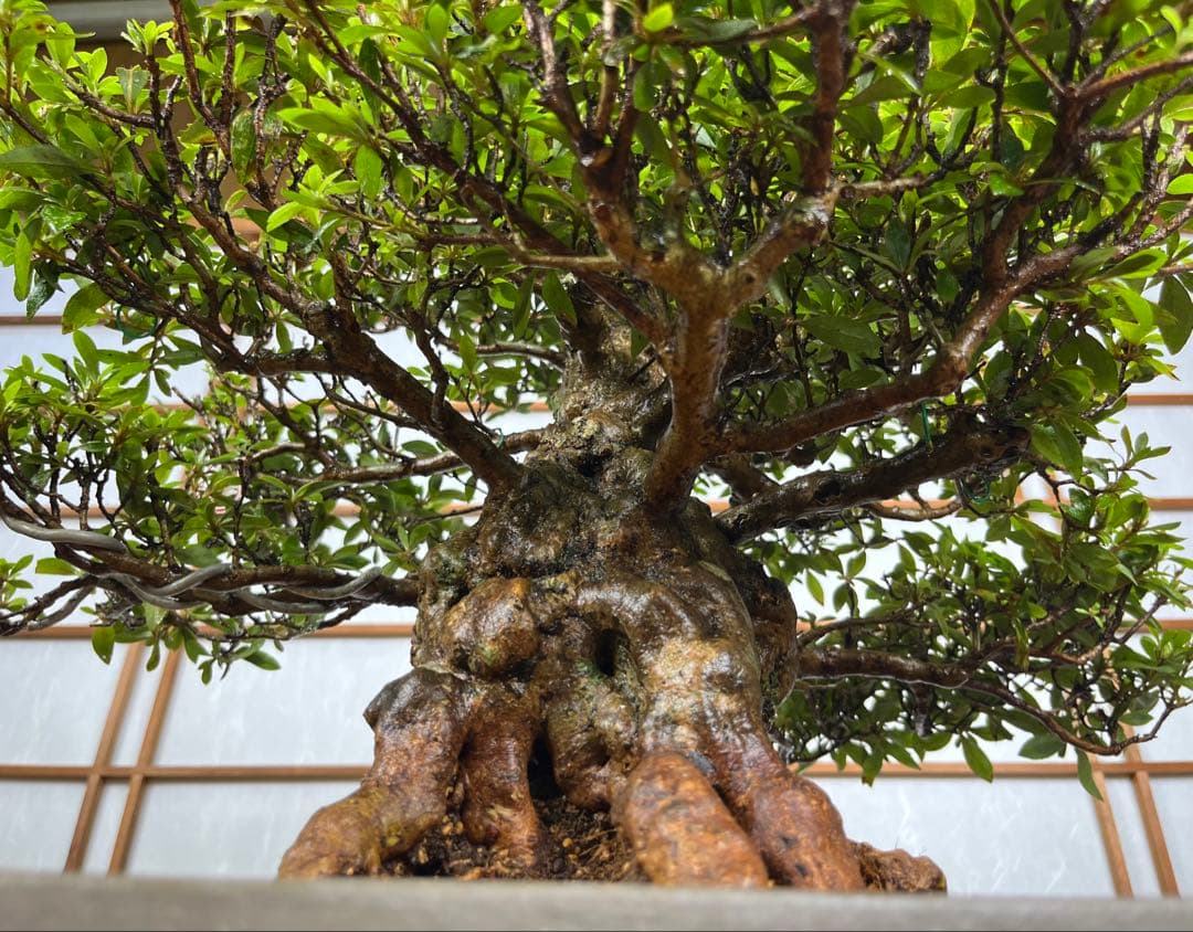 皐月 \"日光(にっこう)\" 盆栽 太幹 素材