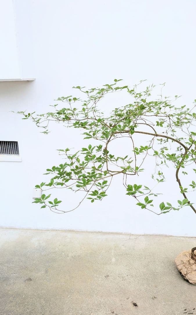 最終値下げ。。。山採りドウダンツツジ。