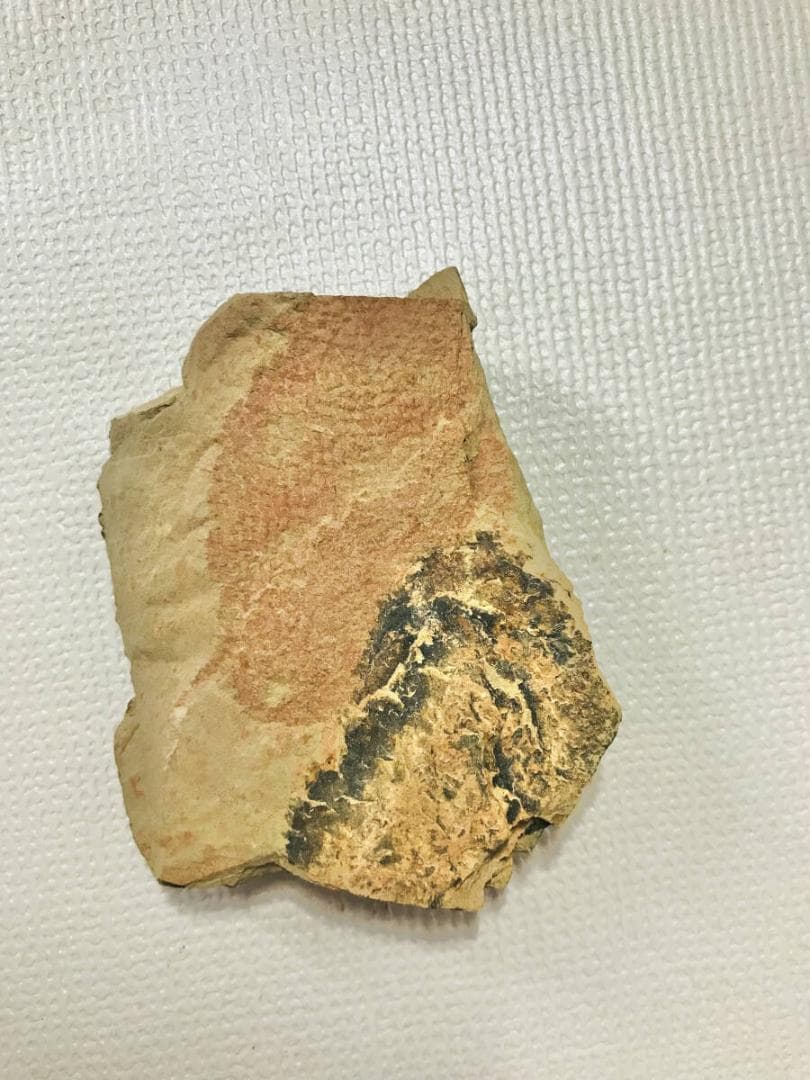 ※超稀少謎個体 Chancelloria 化石 カンセロリア 澄江動物群