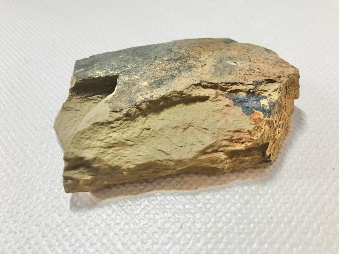 ※超稀少謎個体 Chancelloria 化石 カンセロリア 澄江動物群