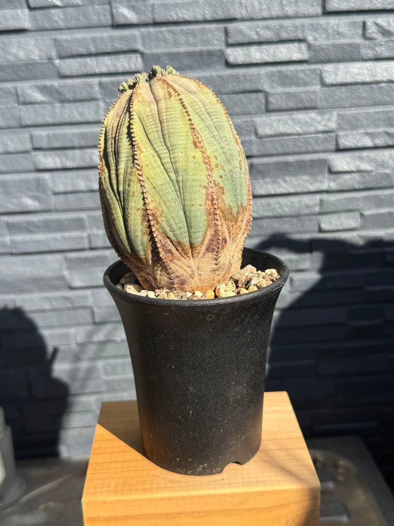 ☆美模様☆ユーフォルビア　オベサ　obesa 7.6cm　ホリダ　オス