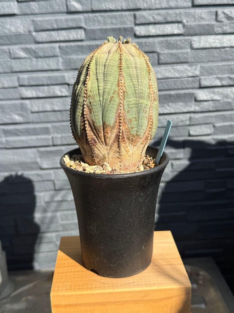 ☆美模様☆ユーフォルビア　オベサ　obesa 7.6cm　ホリダ　オス