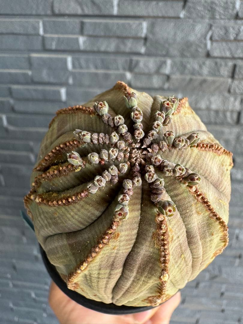 ☆美模様☆ユーフォルビア　オベサ　obesa 7.6cm　ホリダ　オス