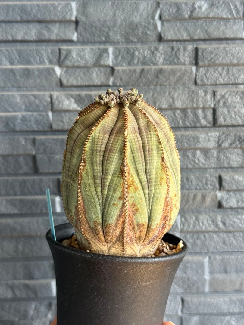 ☆美模様☆ユーフォルビア　オベサ　obesa 7.6cm　ホリダ　オス