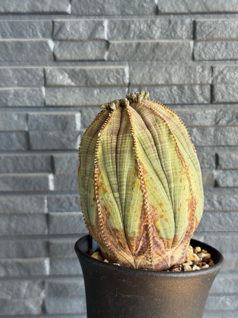 ☆美模様☆ユーフォルビア　オベサ　obesa 7.6cm　ホリダ　オス