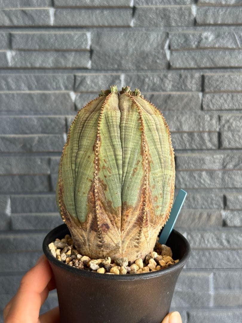 ☆美模様☆ユーフォルビア　オベサ　obesa 7.6cm　ホリダ　オス