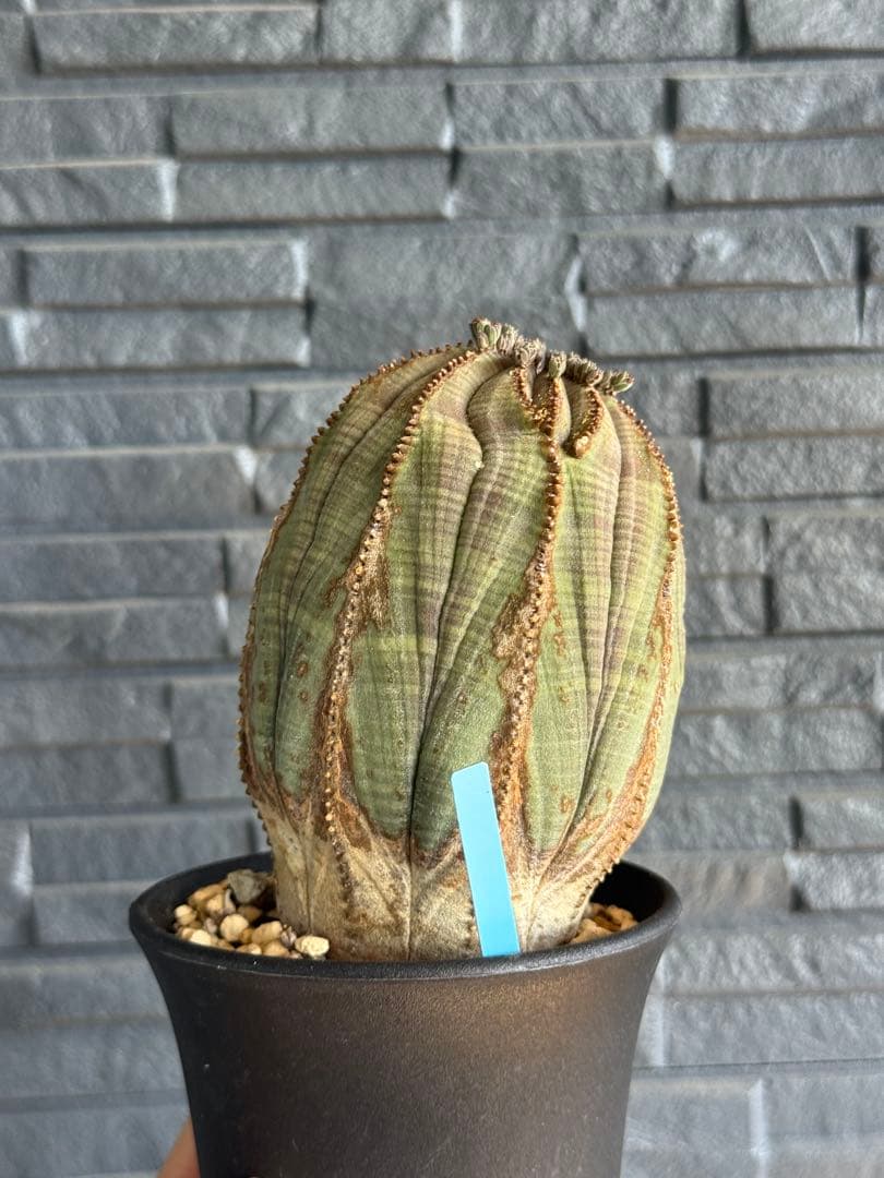 ☆美模様☆ユーフォルビア　オベサ　obesa 7.6cm　ホリダ　オス