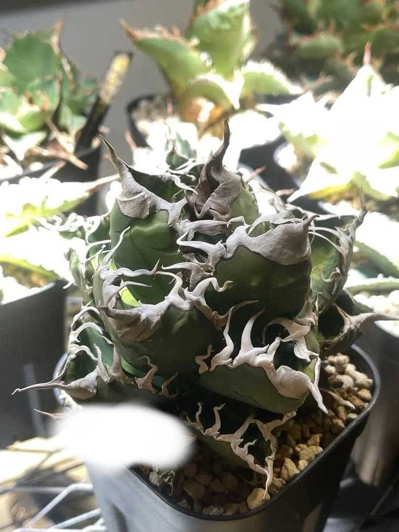 アガベ スーパーチタノタ オテロイ 悪魔くん スパチタ 大株 バケモノ