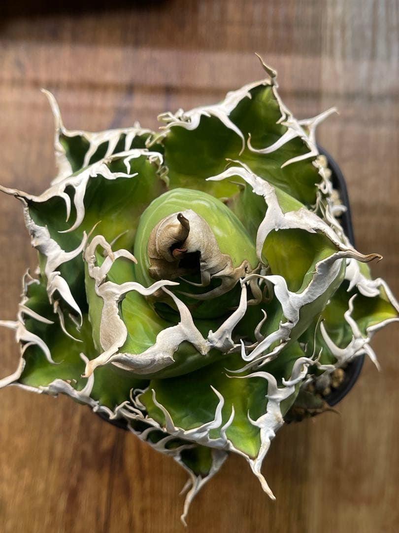 アガベ スーパーチタノタ オテロイ 悪魔くん スパチタ 大株 バケモノ