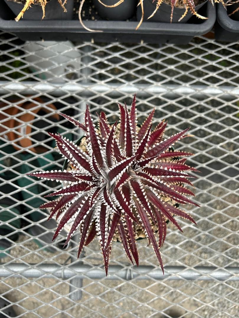 レア ビルベイカー ディッキア Dyckia Uncle Ray