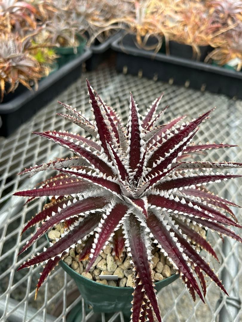 レア ビルベイカー ディッキア Dyckia Uncle Ray