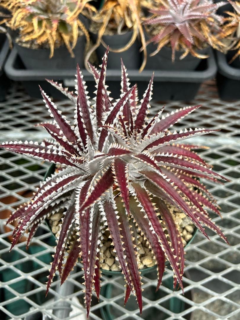 レア ビルベイカー ディッキア Dyckia Uncle Ray