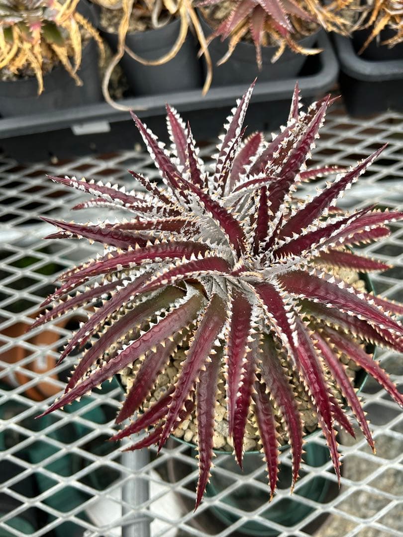 レア ビルベイカー ディッキア Dyckia Uncle Ray