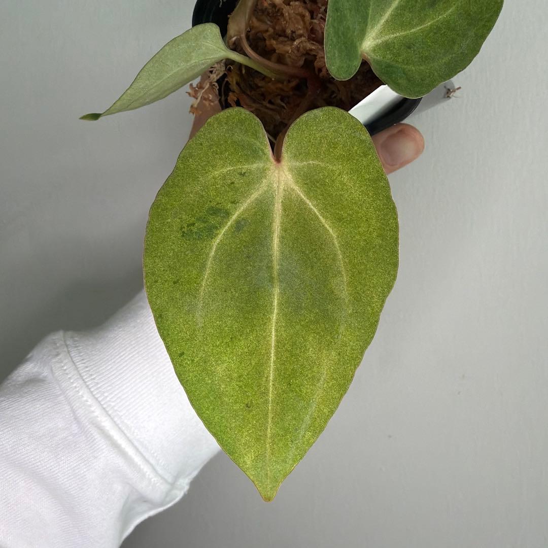 Anthurium 'Mint King' アンスリウムミントキング 4
