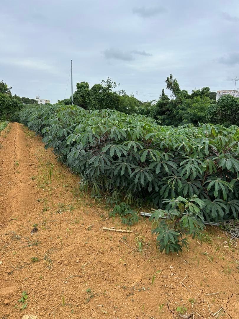 世界最高峰、太葉＝ゴールデン・キャッサバ。超甘味種◆挿し木枝★80サイズ大箱満杯