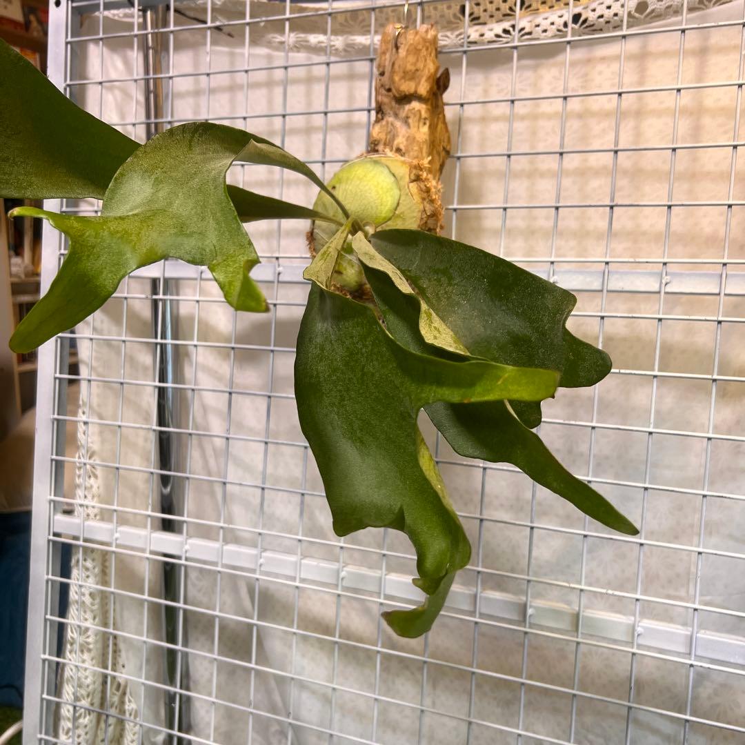 ビカクシダ ネザーランド流木着生