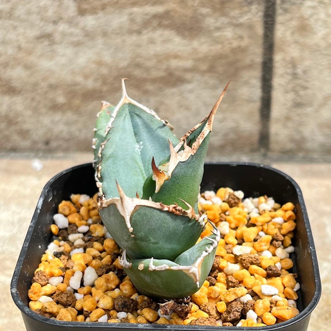 アガベ チタノタ 赤魔 No.001 鉢、送料込 メルカリ便 - メルカリ