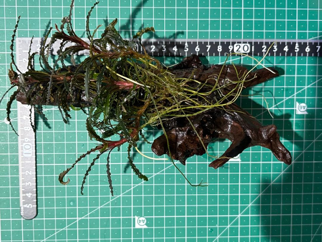 【水中葉】ブセファランドラ sp.Black Wave【流木付き】