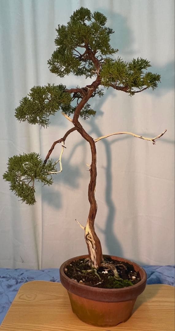 真柏　文人木　古木