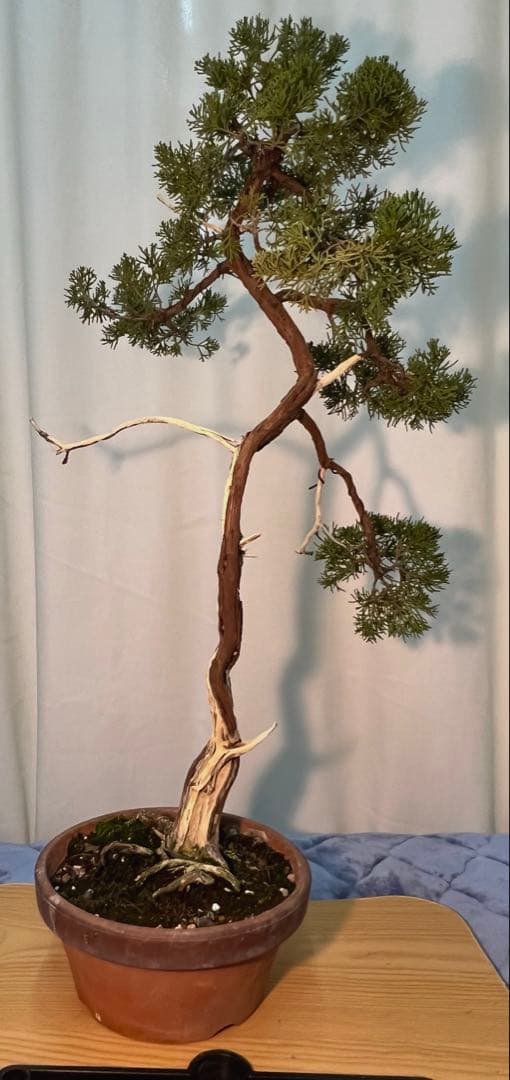 真柏　文人木　古木