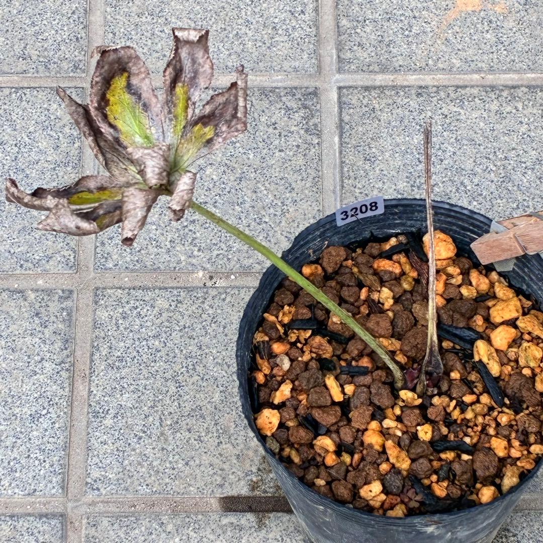 オ*ン様 ❤️根充実❤️沢山新芽❤️3208⭐️SD⭐️幻想的⭐️purpura