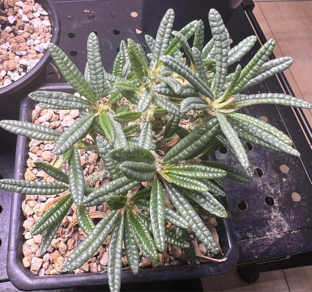 ドルステニア　ギガスブラータ