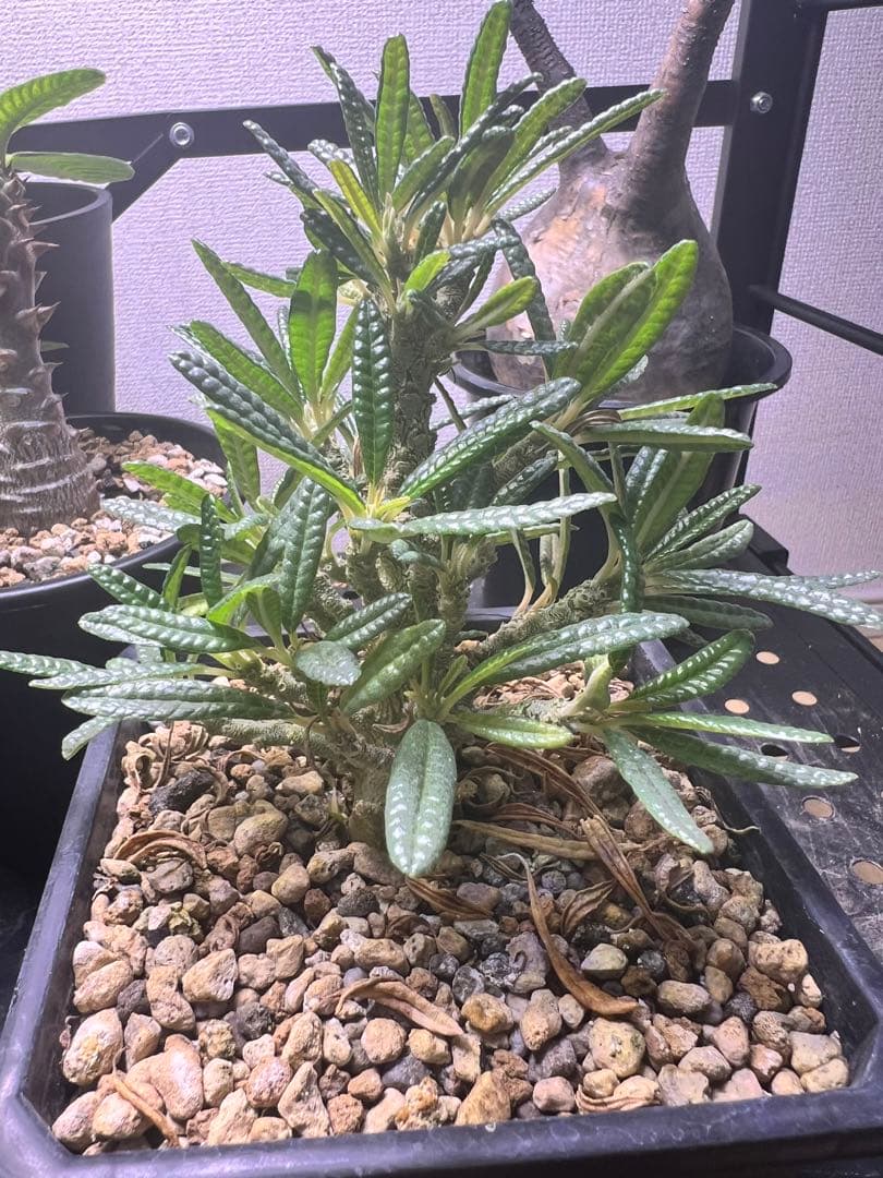 ドルステニア　ギガスブラータ