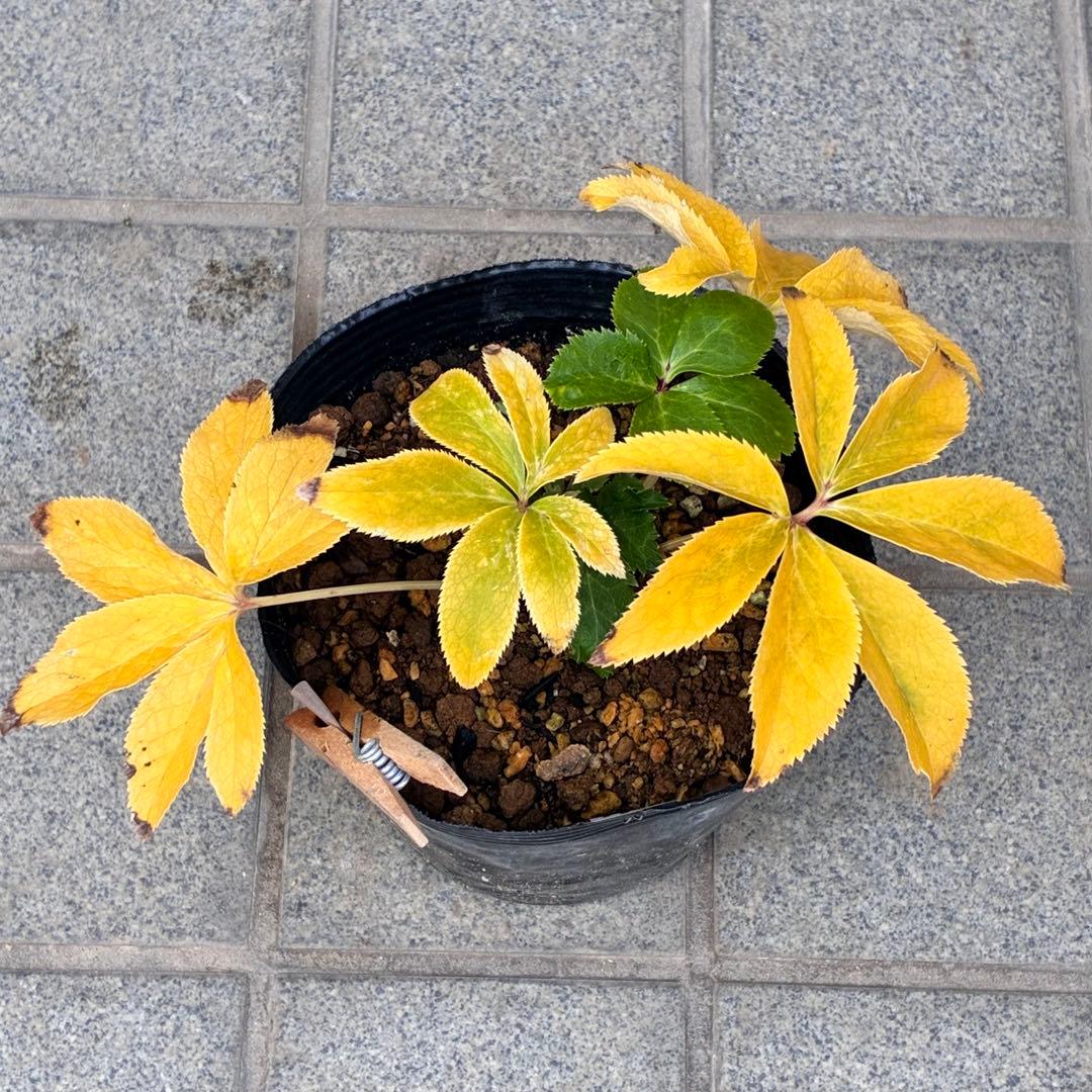 の*ん様 ☘️蕾付き☘️極上☘️3344⭐️小輪⭐️ ハートSD⭐️オーレア⭐️