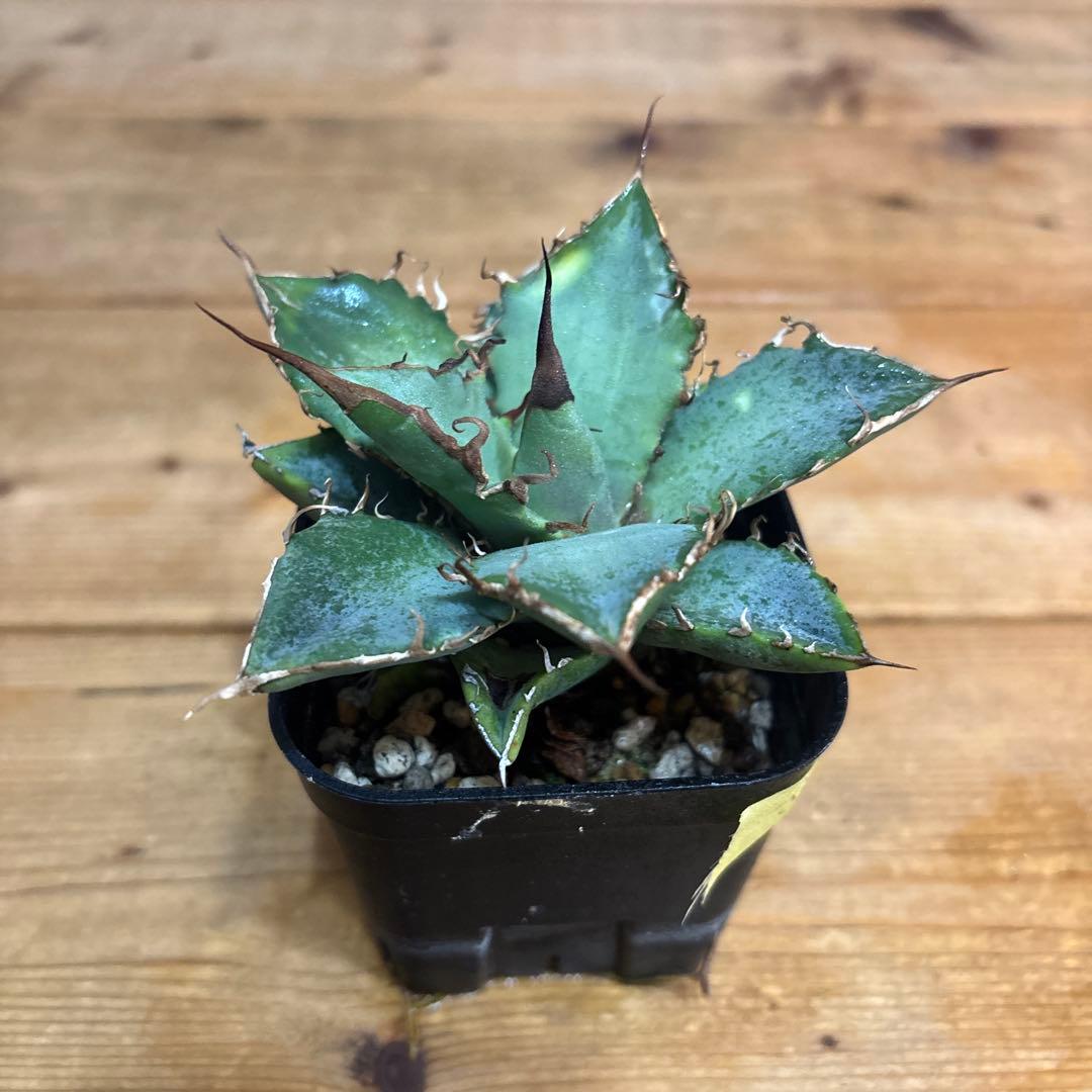 アガベ　オテロイ　実生　SG006